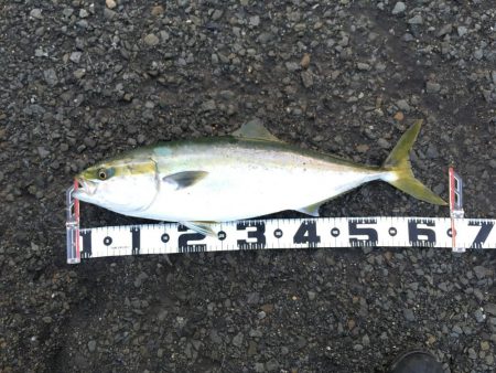 アジ釣り～飲ませ釣りまで順調